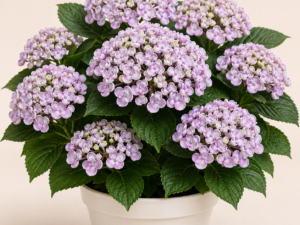 Hydrangea Ayesha