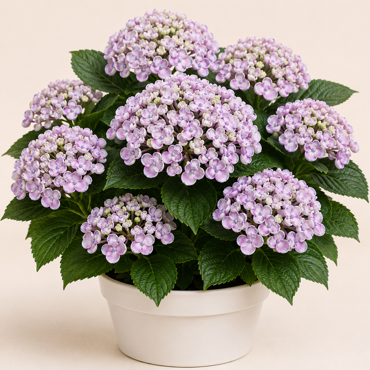 Hydrangea Ayesha