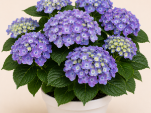 Hydrangea Blaumeise
