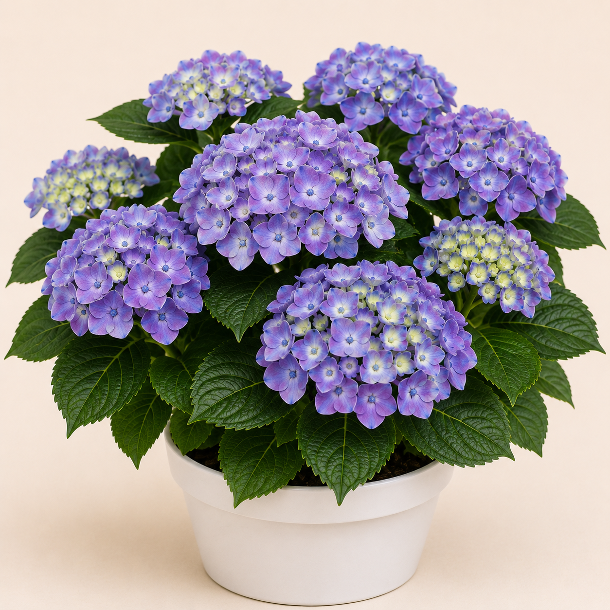 Hydrangea Blaumeise