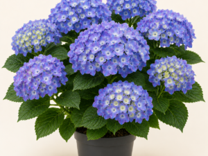 Hydrangea Bloomstar