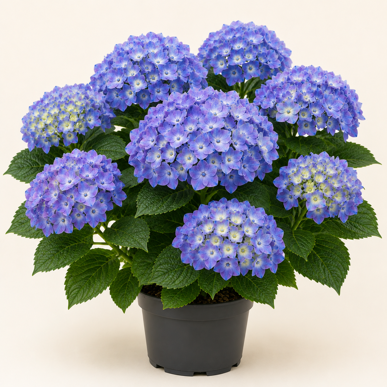 Hydrangea Bloomstar