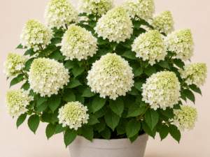 Hydrangea Bobo