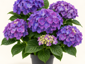 Hydrangea Bodensee