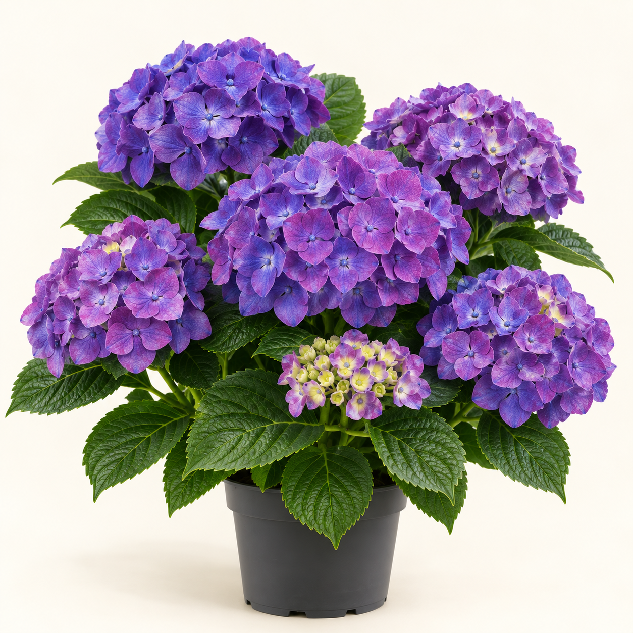 Hydrangea Bodensee