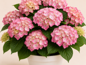 Hydrangea Bouquet Rose