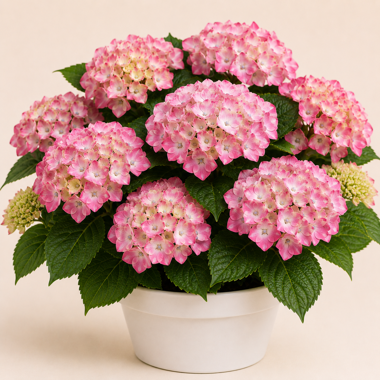 Hydrangea Bouquet Rose