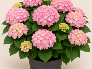 Hydrangea Early Pink