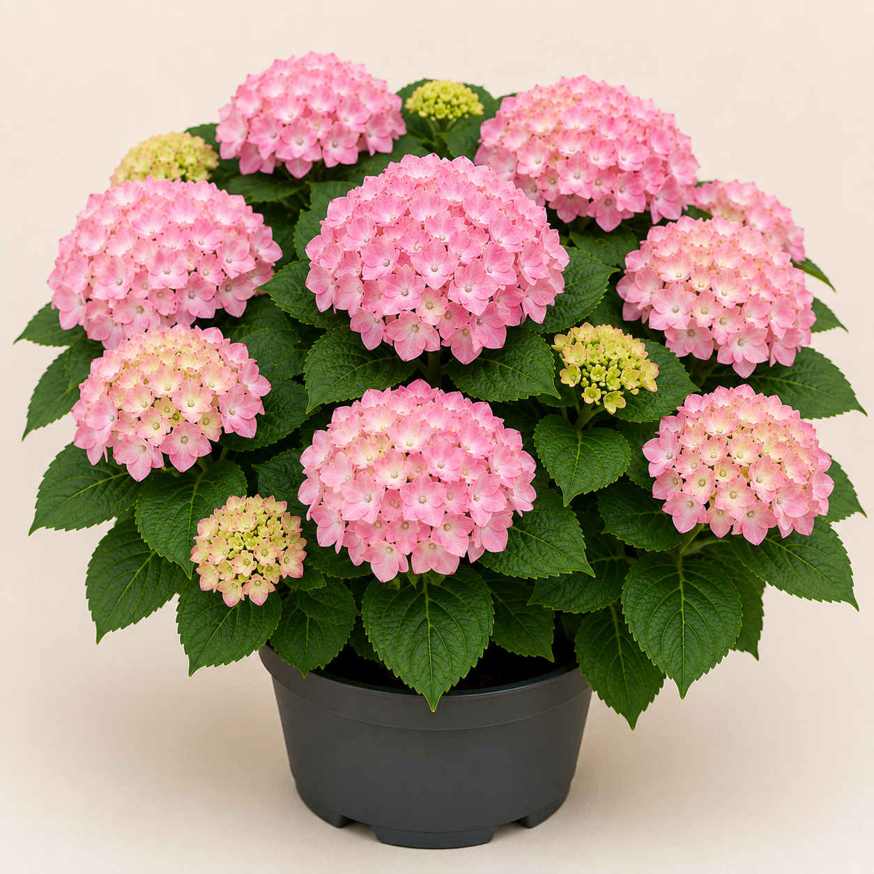Hydrangea Early Pink