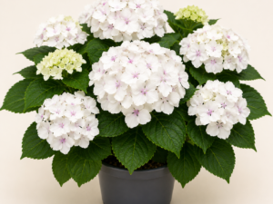 Hydrangea Emile Mouillere