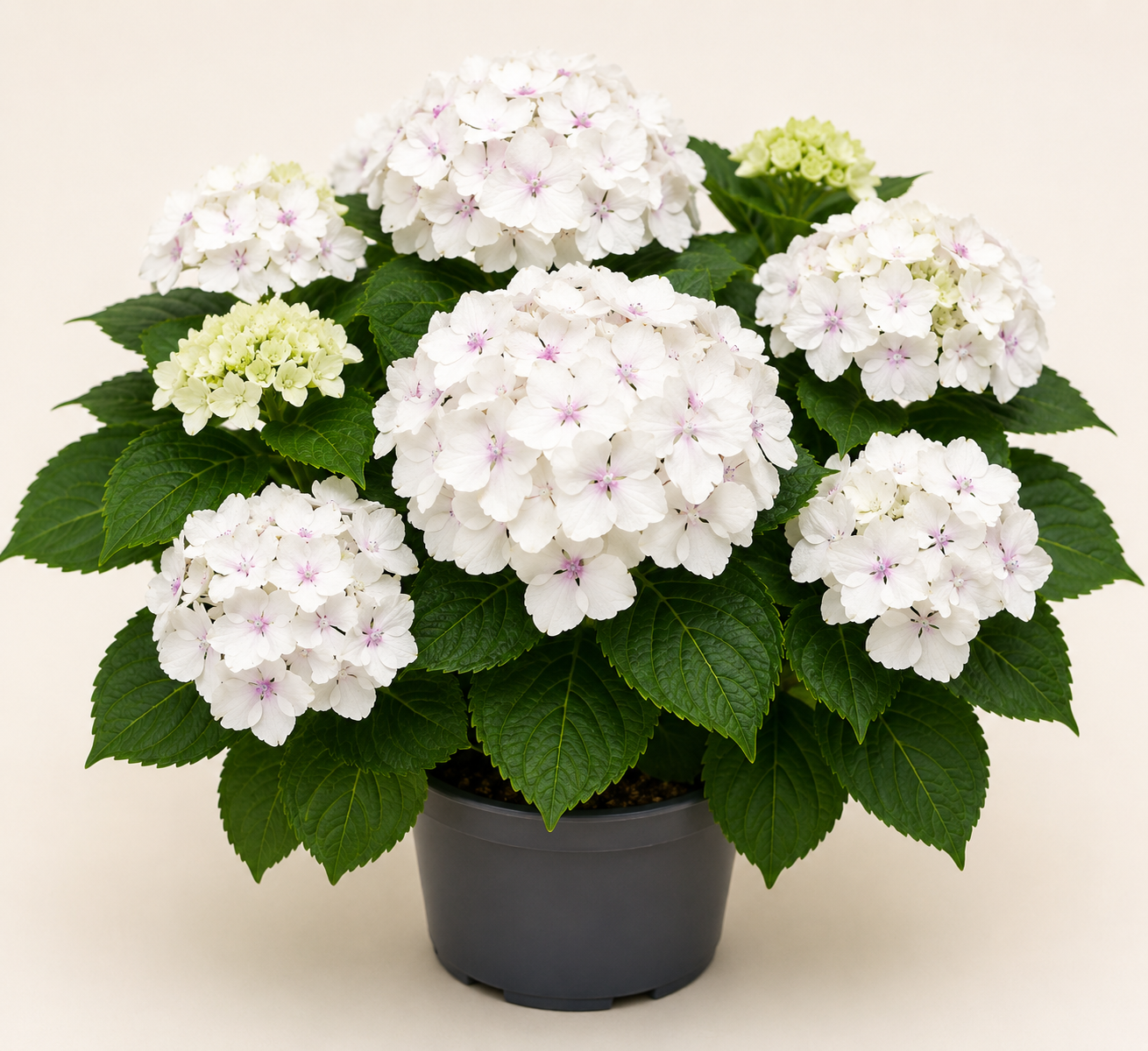 Hydrangea Emile Mouillere