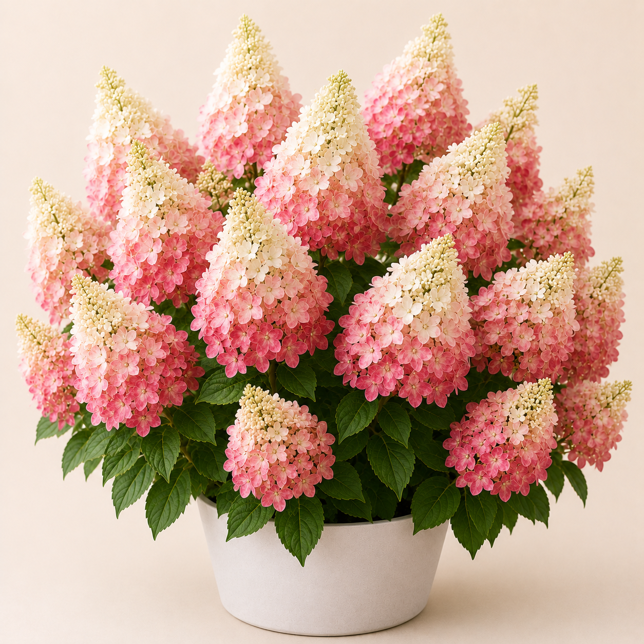 Hydrangea Fraise Melba