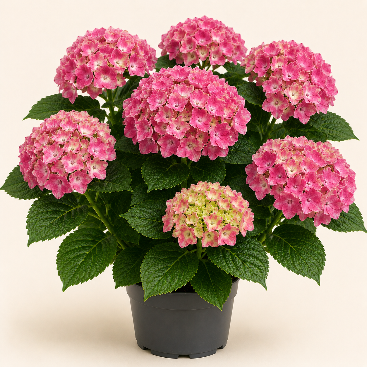 Hydrangea Hamburg