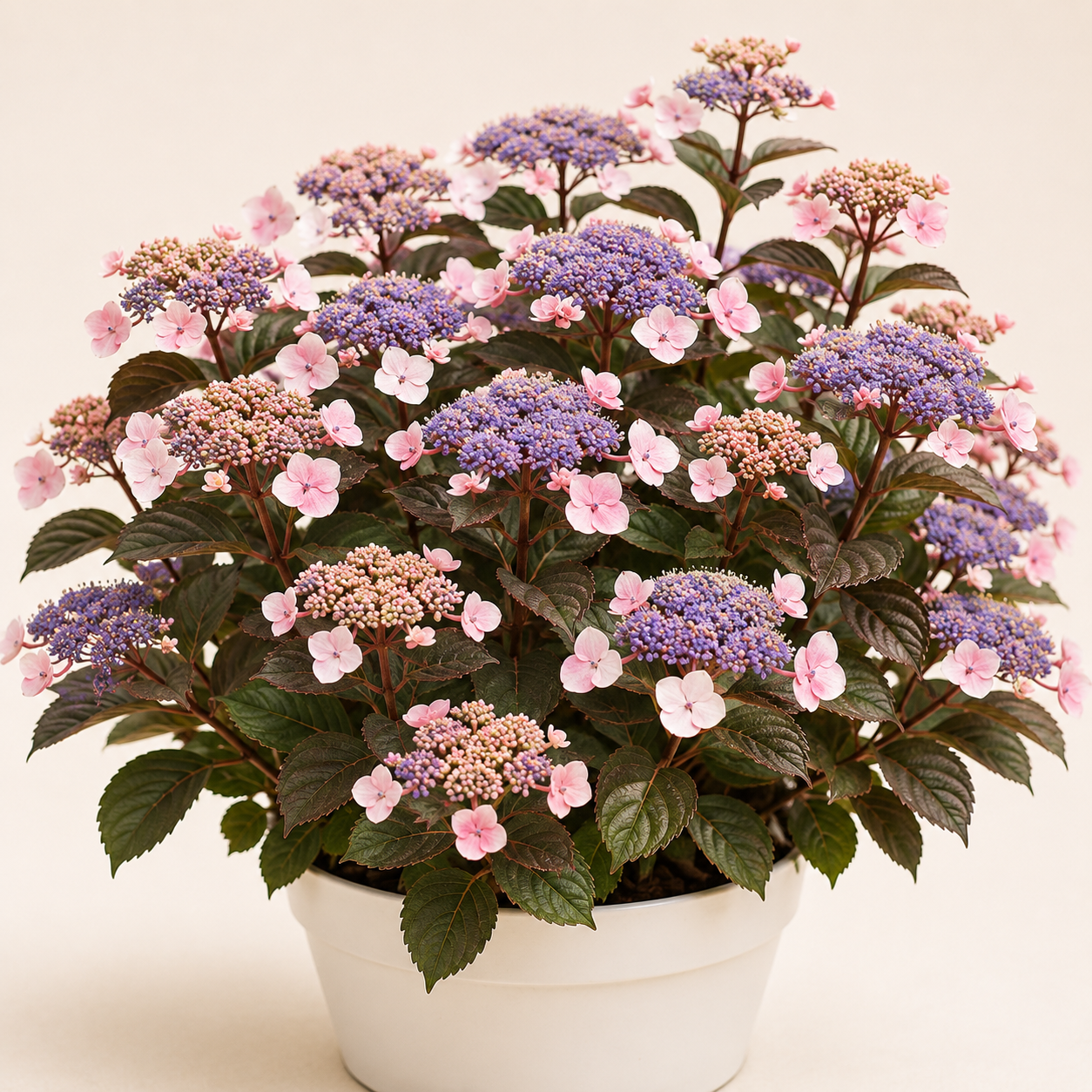 Hydrangea Hot Chocolate