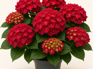 Hydrangea Hot Red