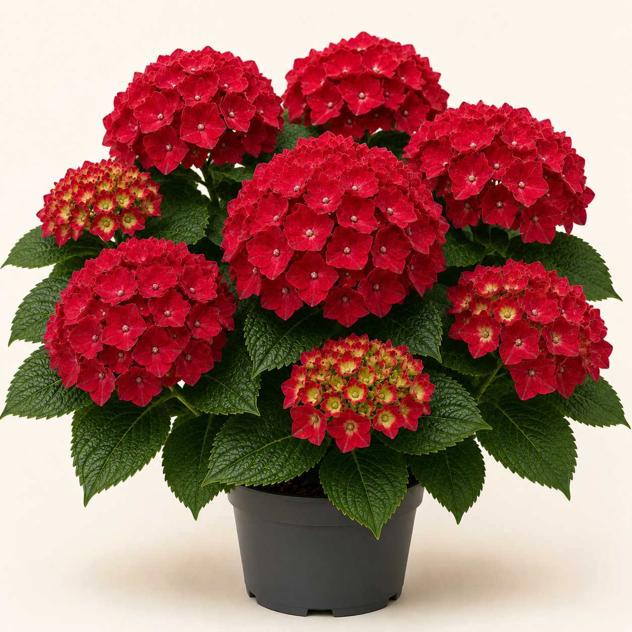 Hydrangea Hot Red
