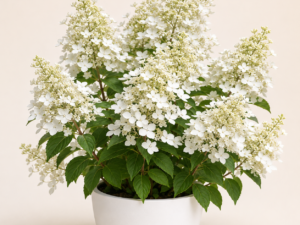 Hydrangea Kyushu