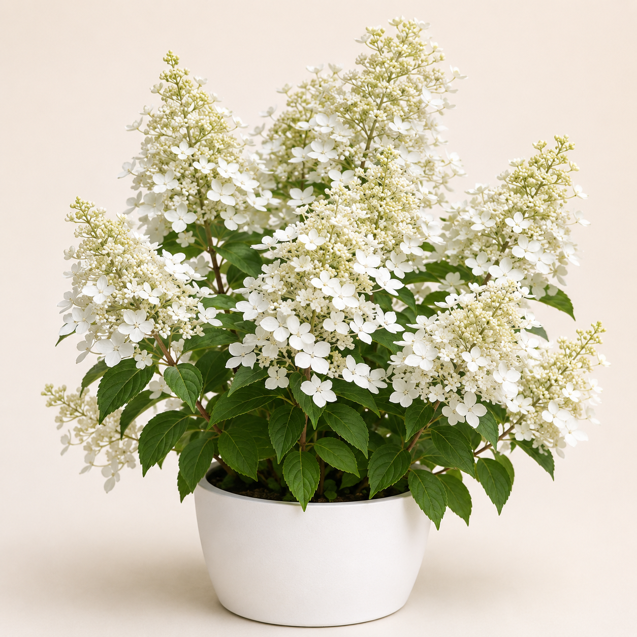 Hydrangea Kyushu