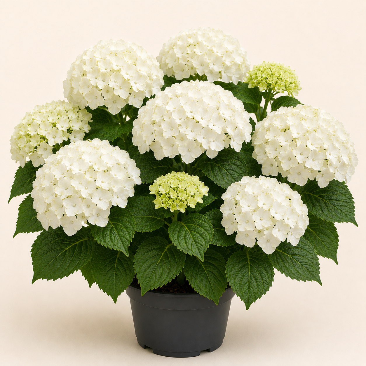 Hydrangea Lanarth White