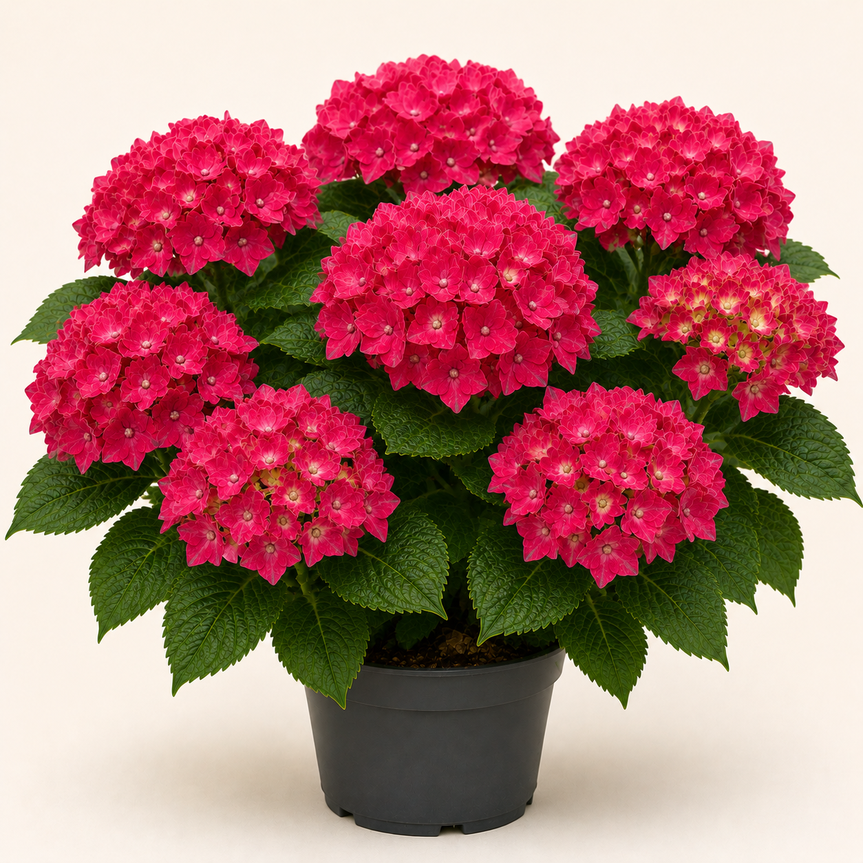 Hydrangea Leuchtfeuer