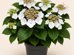 Hydrangea Libelle