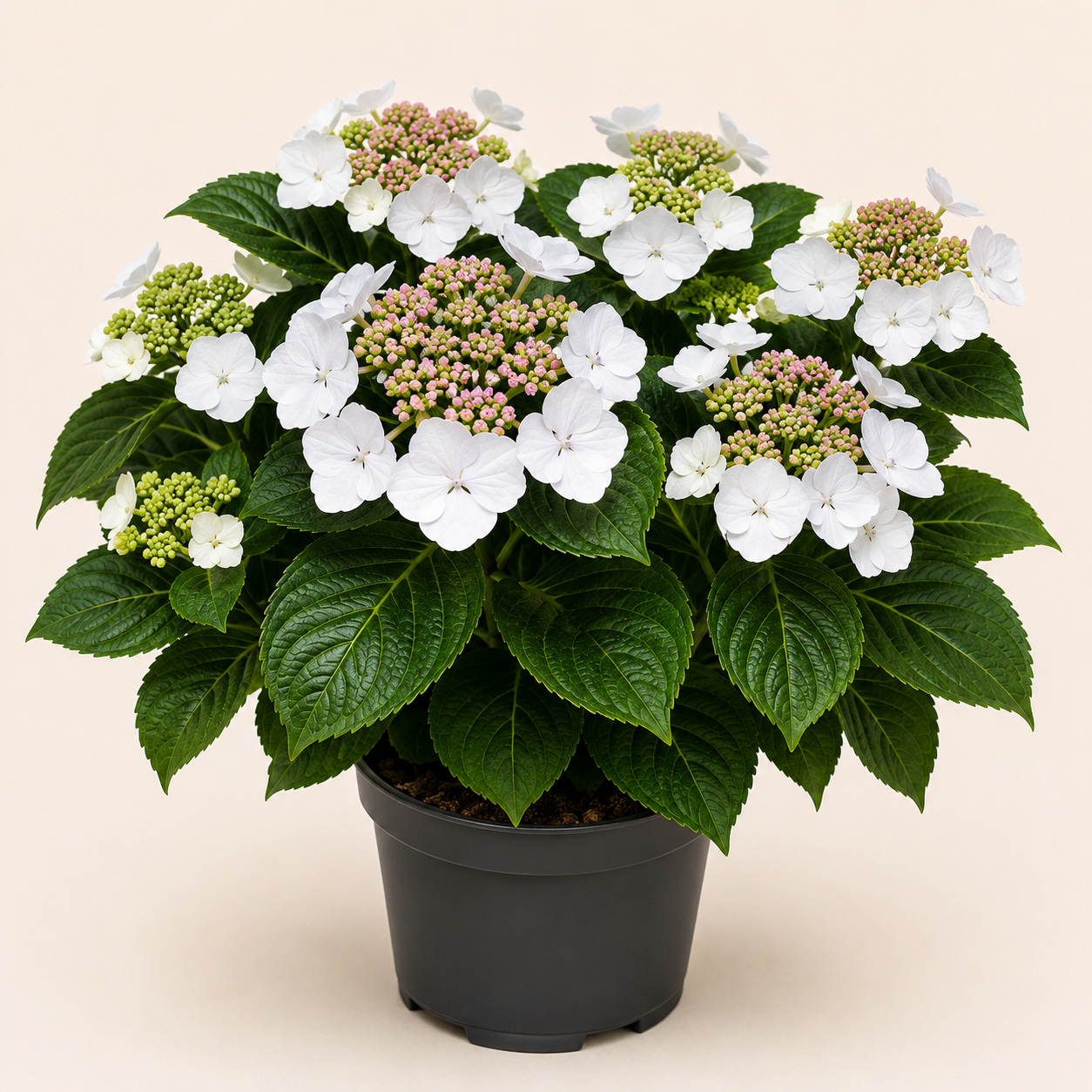 Hydrangea Libelle
