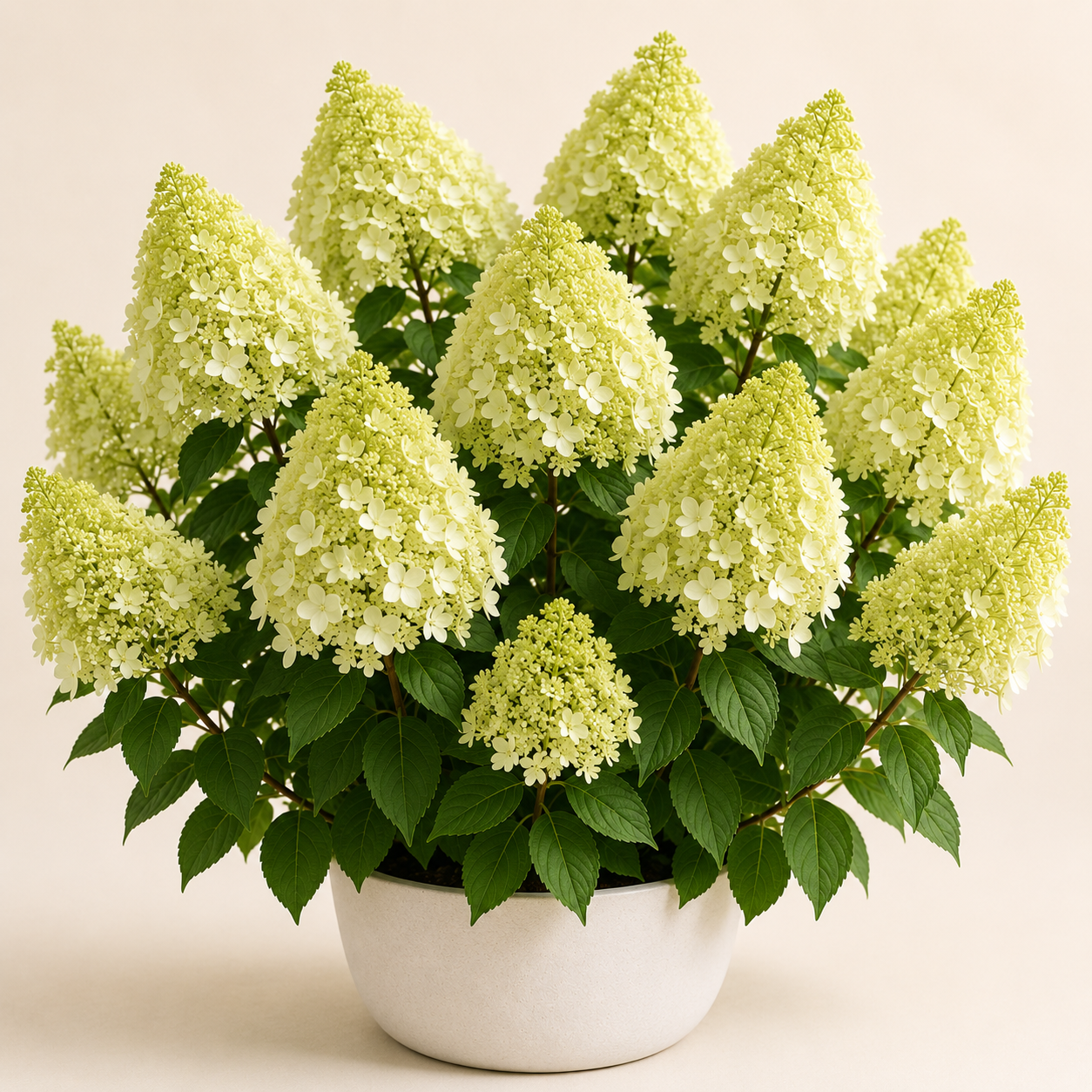 Hydrangea Limelight