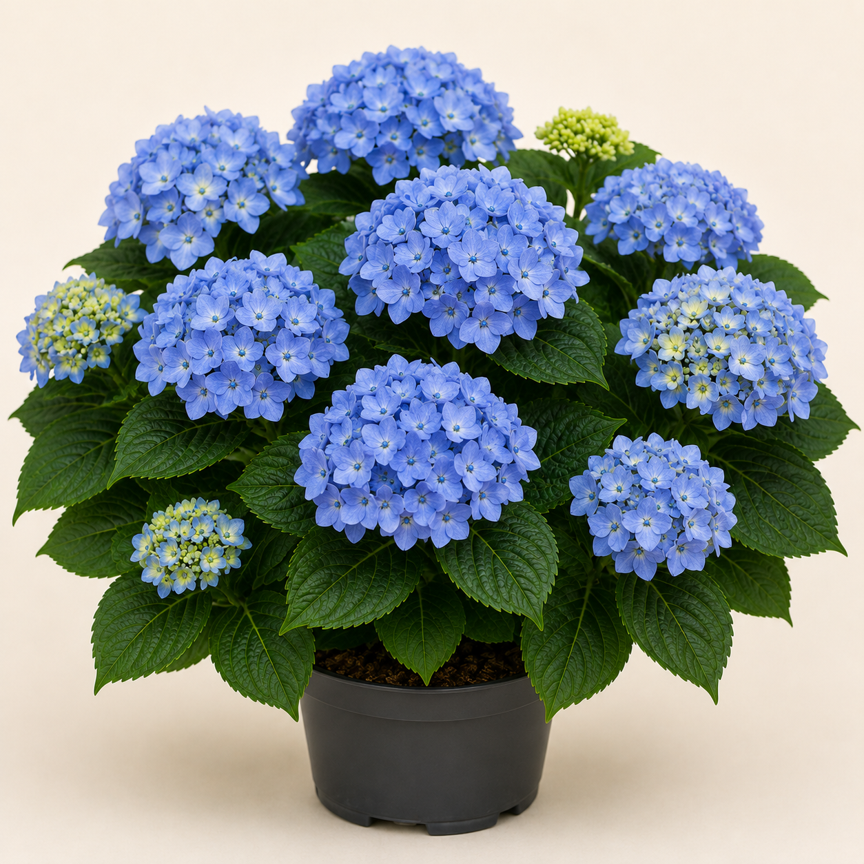 Hydrangea Little Blue