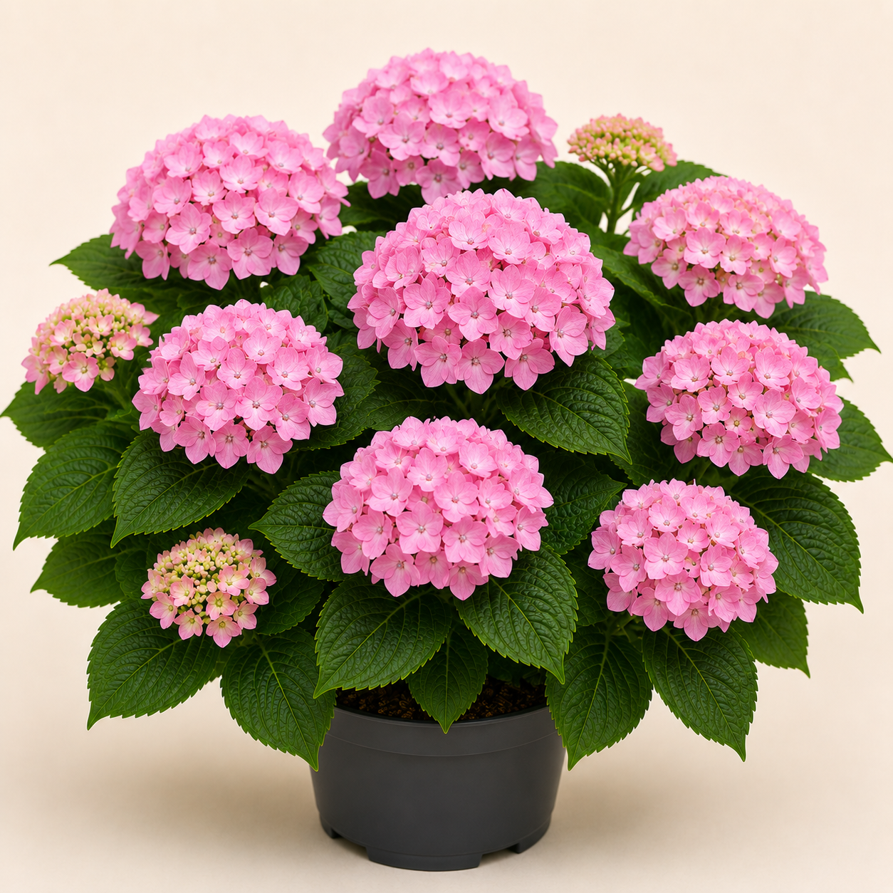 Hydrangea Little Pink