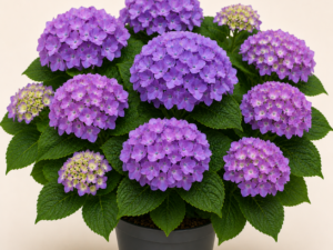 Hydrangea Little Purple