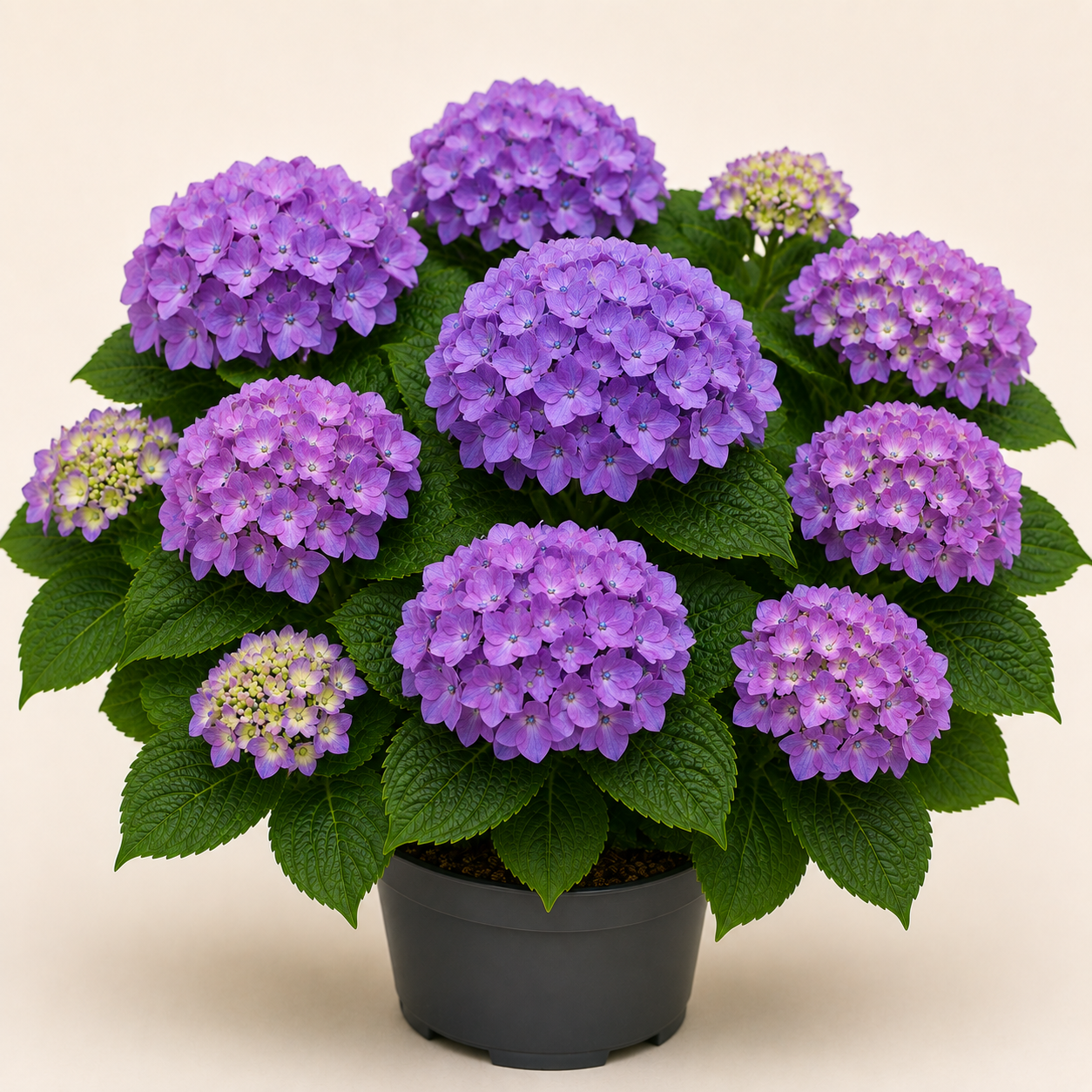 Hydrangea Little Purple