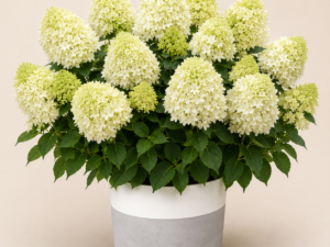 Hydrangea Little Spooky