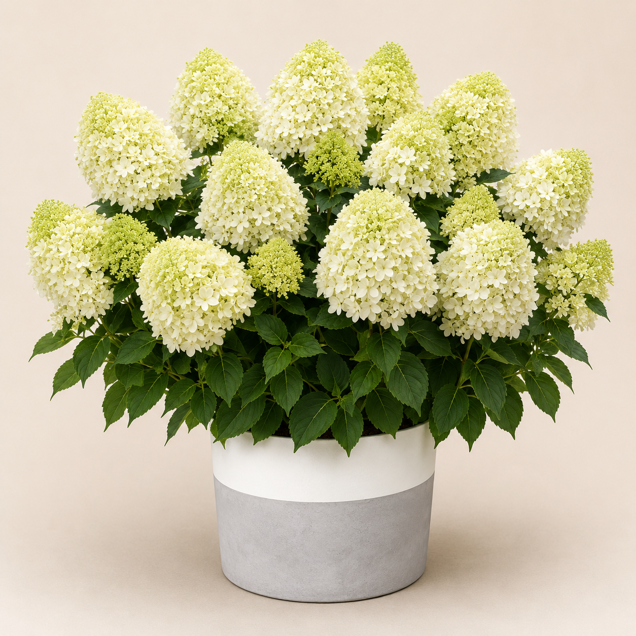 Hydrangea Little Spooky