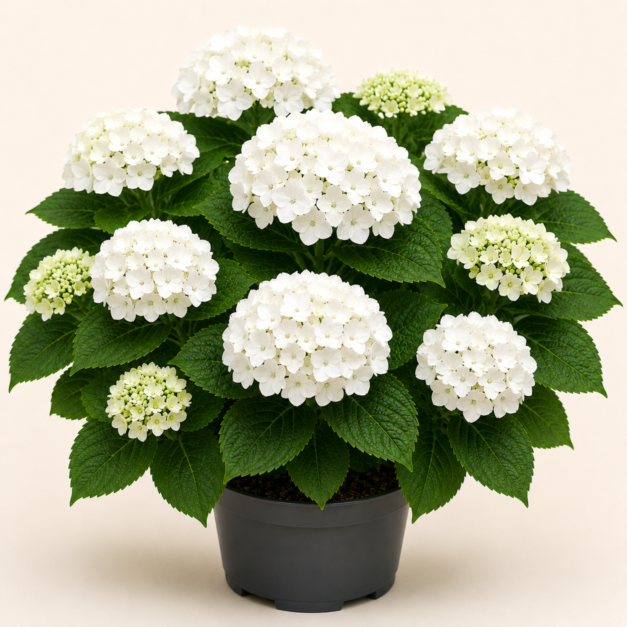 Hydrangea Little White