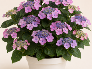 Hydrangea Macrophylla