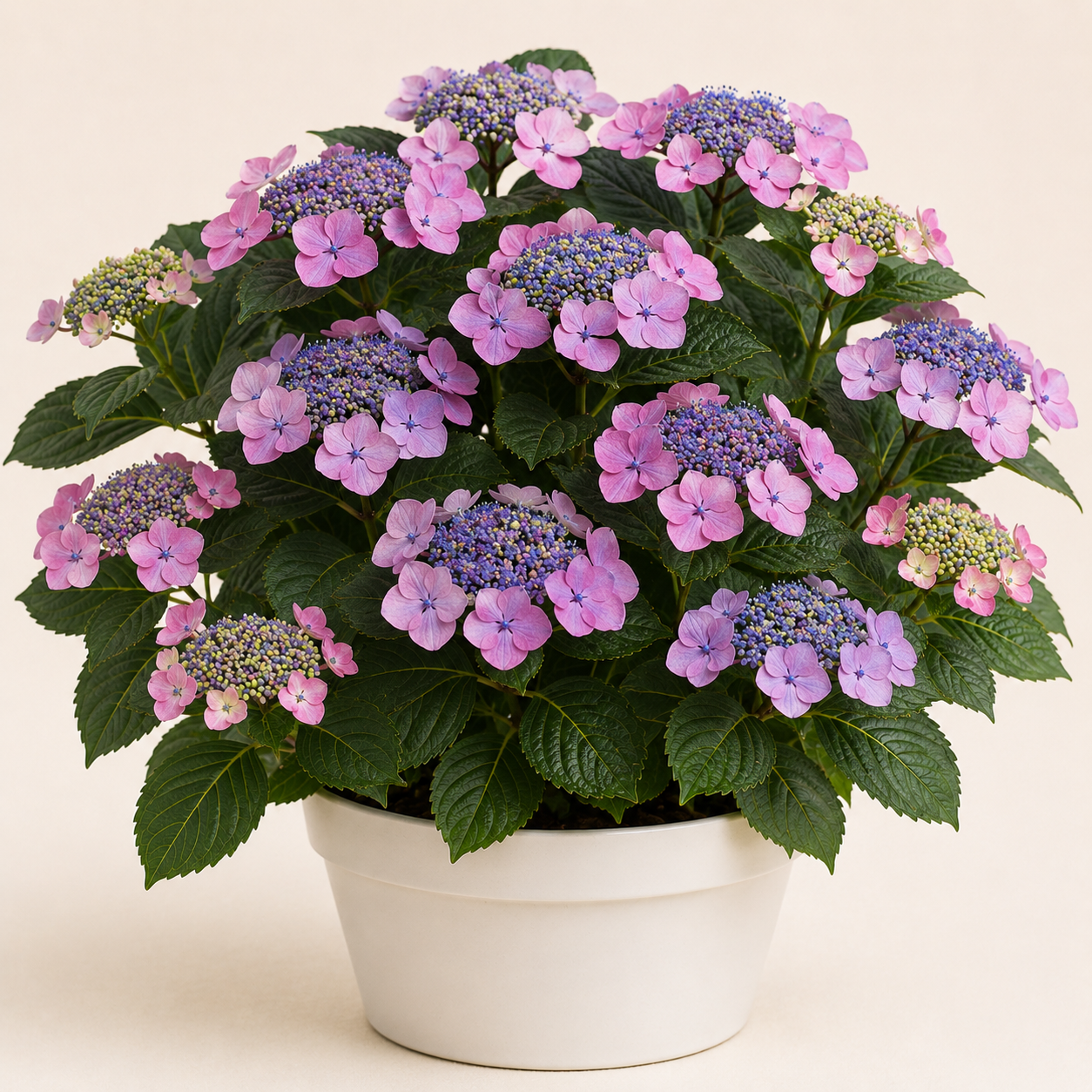 Hydrangea Macrophylla