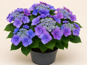Hydrangea Mariesii Perfecta