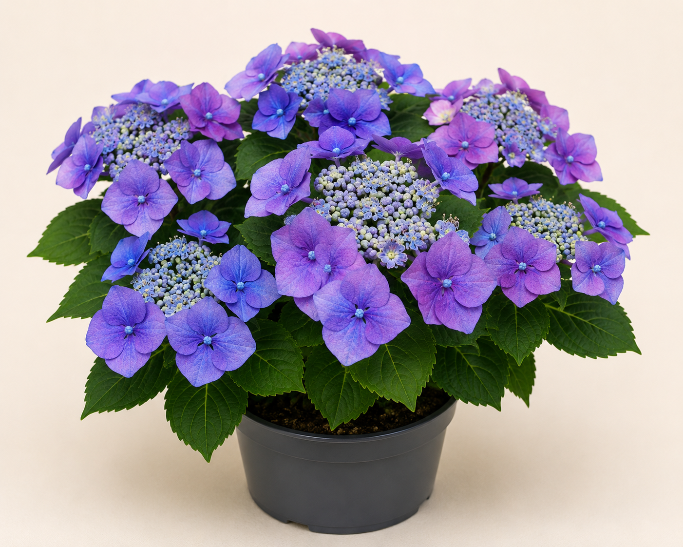 Hydrangea Mariesii Perfecta