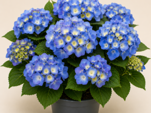 Hydrangea Marina