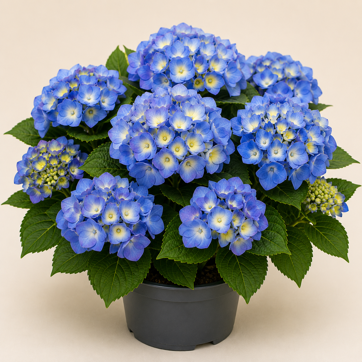 Hydrangea Marina