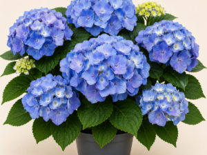 Hydrangea Nikko Blue
