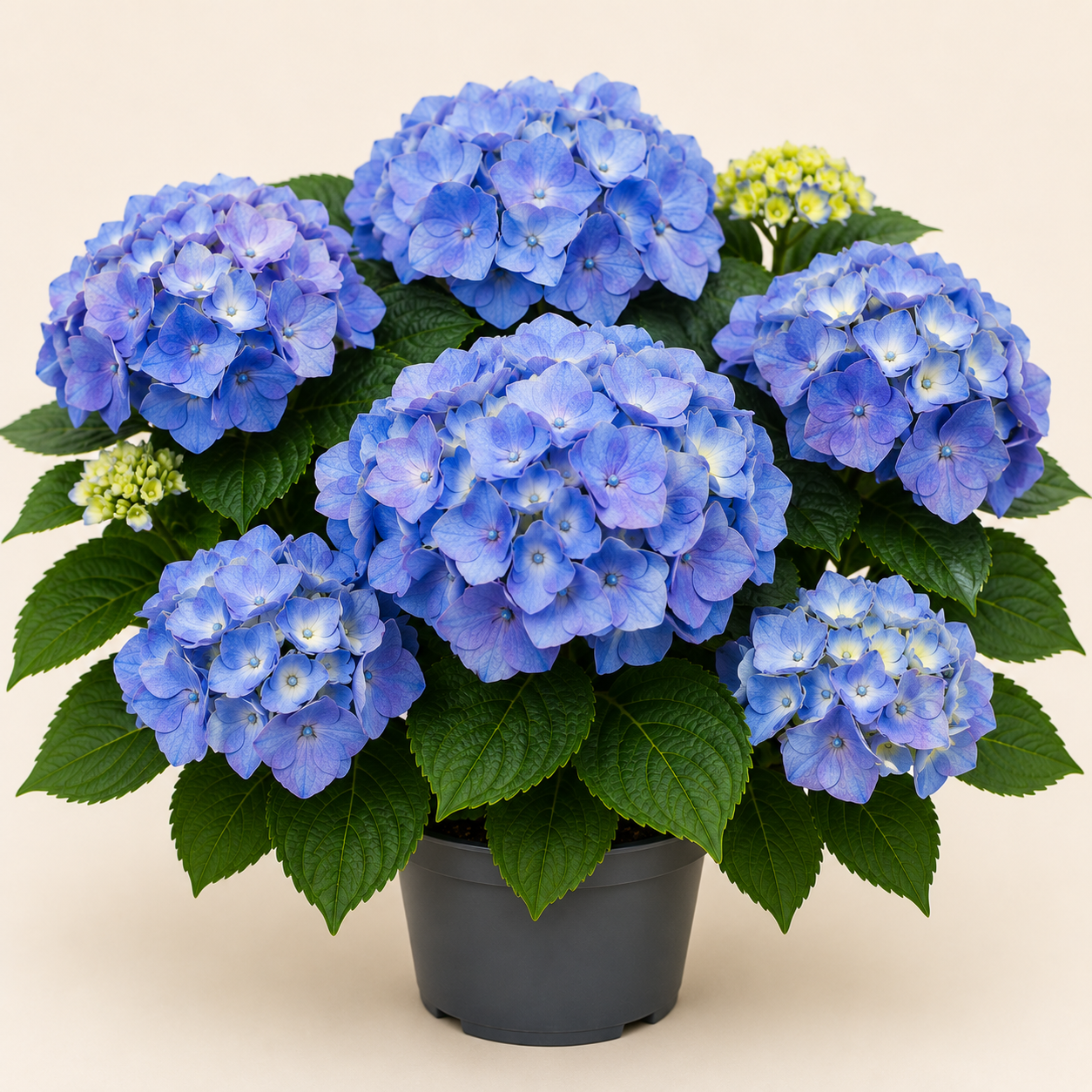 Hydrangea Nikko Blue