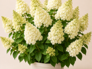Hydrangea Pan. Grandiflora
