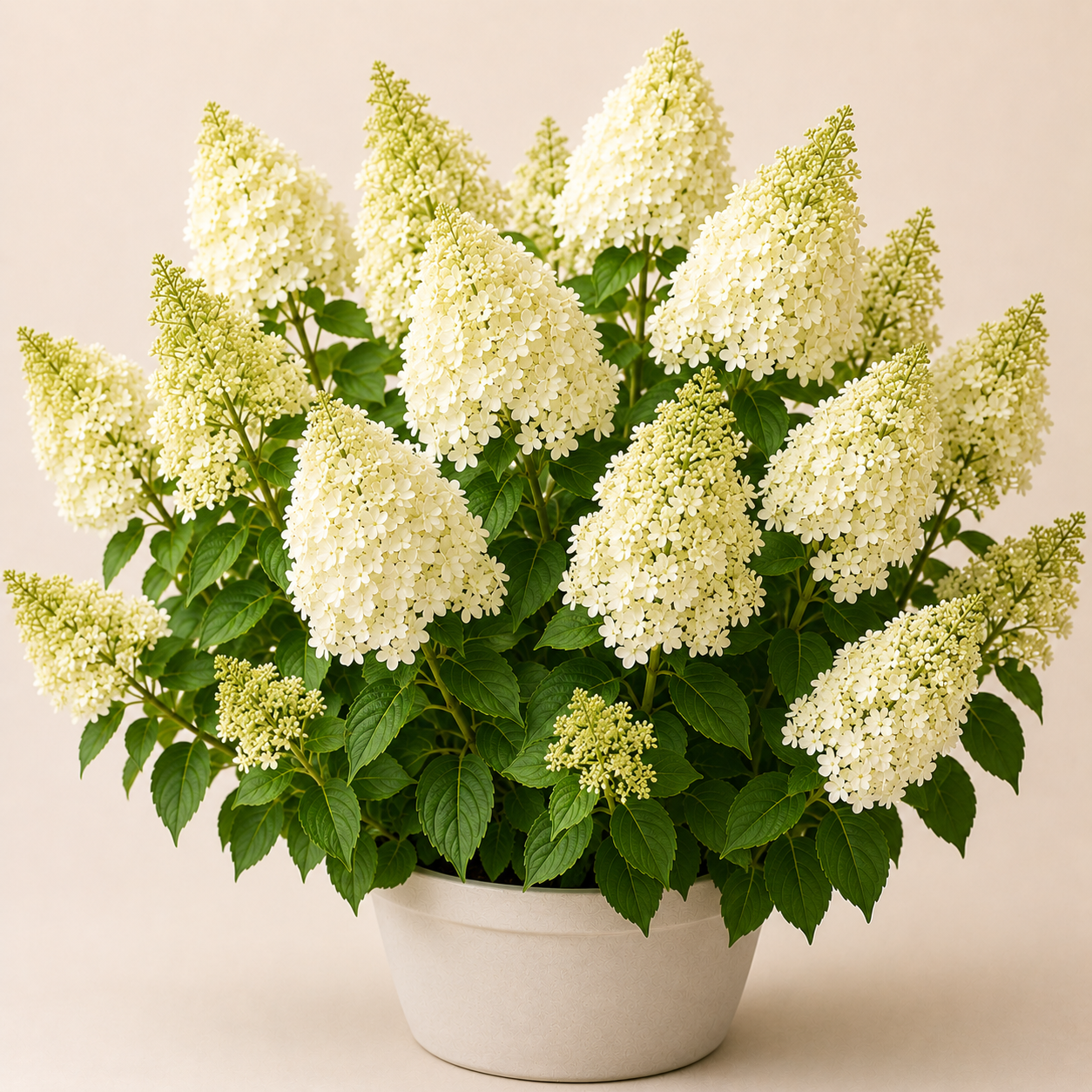 Hydrangea Pan. Grandiflora