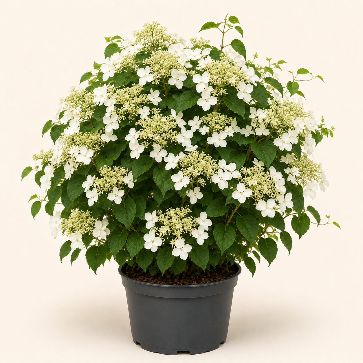 Hydrangea Petiolaris