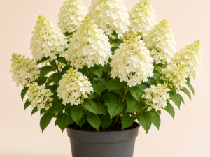 Hydrangea Phantom