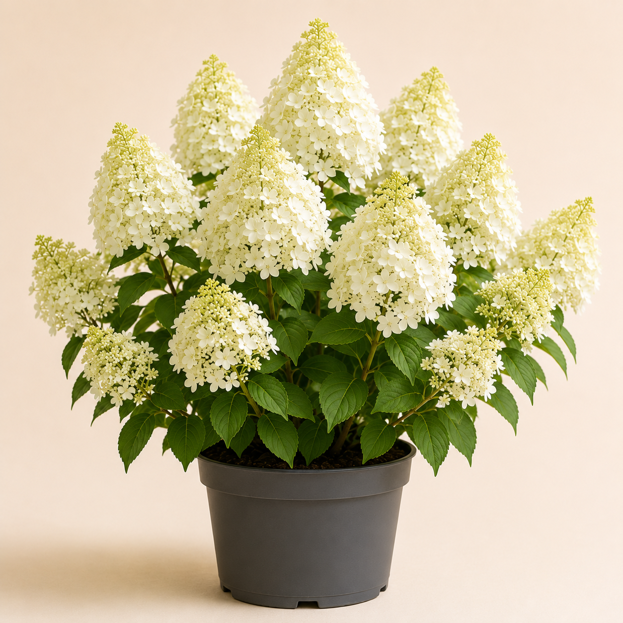 Hydrangea Phantom