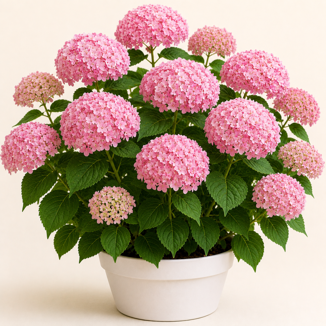 Hydrangea Pink Annabelle