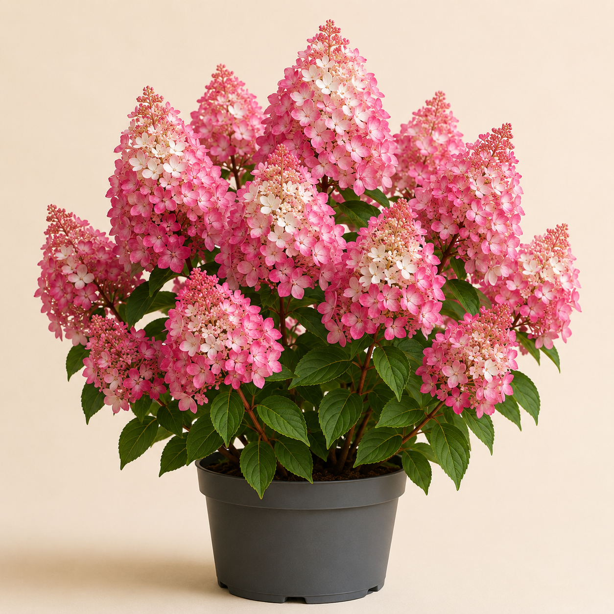 Hydrangea Pink Diamaond
