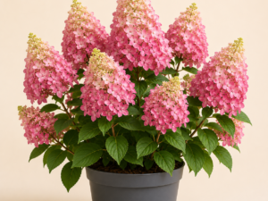 Hydrangea Pink Lady